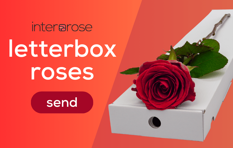 Send a letterbox friendly single rose in the colour of your choice - interrose.co.uk